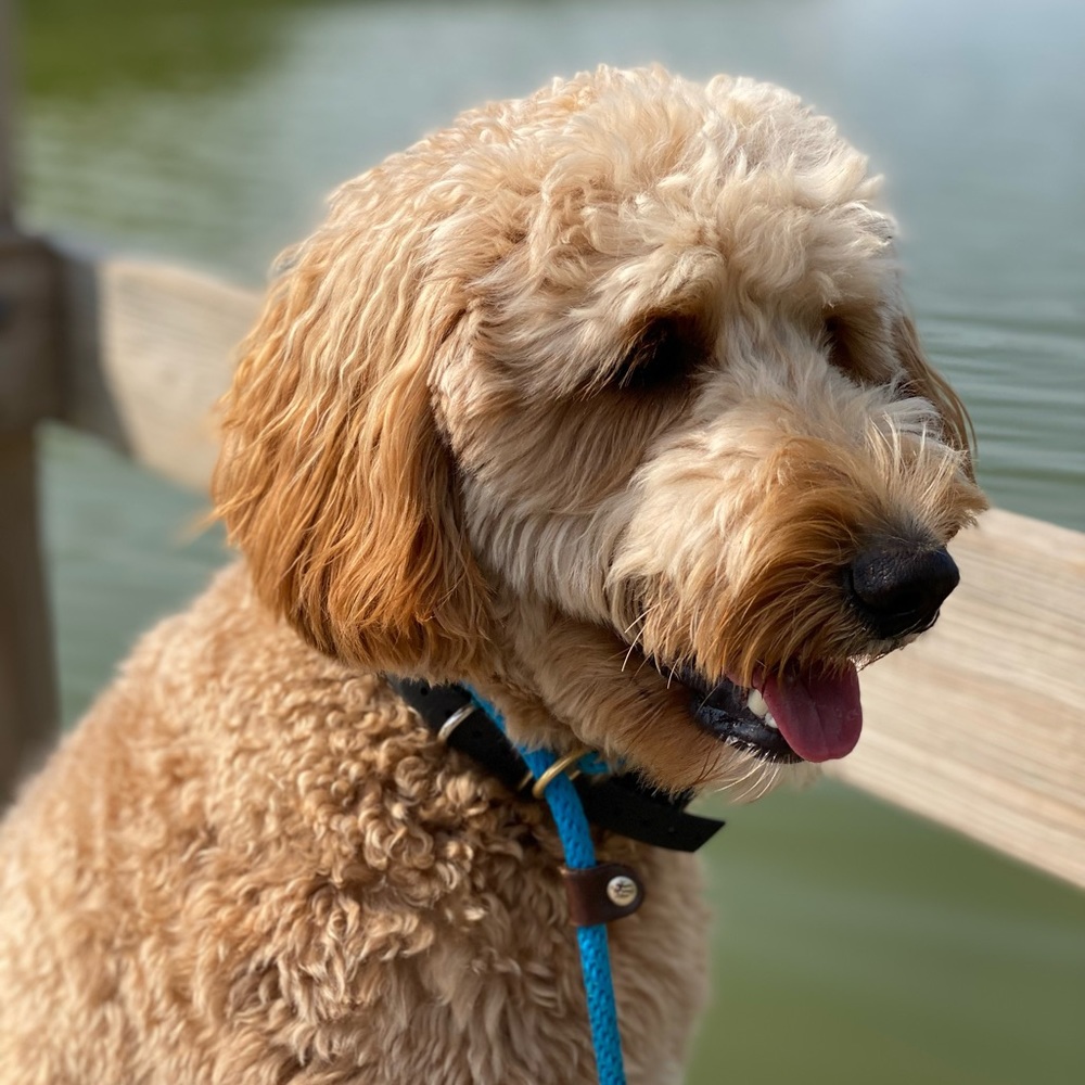 Meet your Posher, Anne